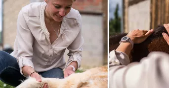 manon pet sitter à VIRE 71260