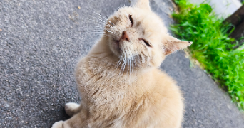 ophely pet sitter à HAISNES 62138_5