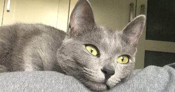 cecile pet sitter à GRENOBLE 38000_3