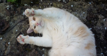 eloïse pet sitter à DERNANCOURT 80300_4