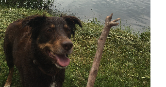 margot pet sitter à ROUEN 76000_0
