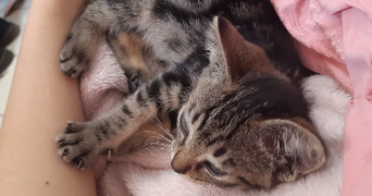 mina pet sitter à QUIMPER 29000_8