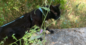 maë pet sitter à MONTPELLIER 34090_3