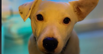 charlotte pet sitter à EYSINES 33320_3