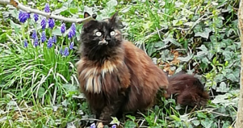 marie-hélène pet sitter à GOMER 64420_1