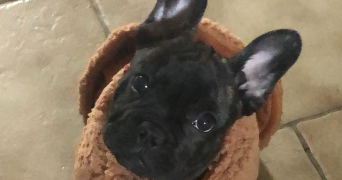 laurie pet sitter à MIRIBEL 01700_2