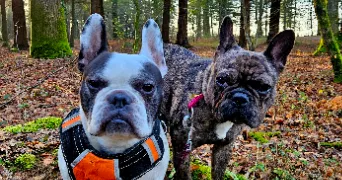 gwenaelle pet sitter à PLUNERET 56400