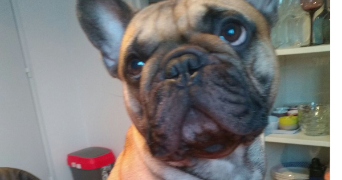 geraldine pet sitter à TALENCE 33400_1