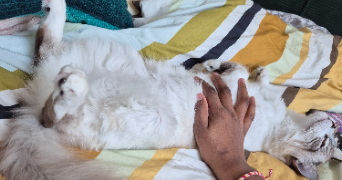 jessica cat sitter à ORSAY 91400_2