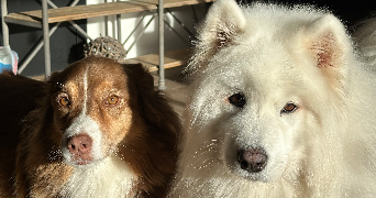 adeline dog sitter à PONTOISE 95300_4