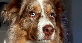 Lucie pet sitter à Nant le petit 55500_5