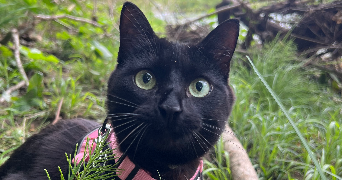 marjorie pet sitter à  64130