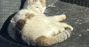 rachel pet sitter à PERPIGNAN 66000