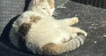rachel pet sitter à PERPIGNAN 66000