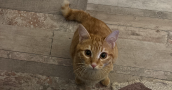elisa pet sitter à lescure 81380_5