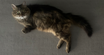 emma cat sitter à PARIS 17 75017_2