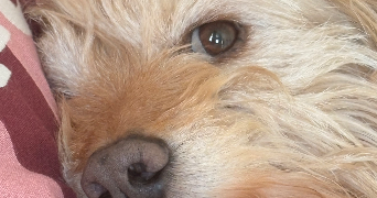 marina pet sitter à ST JORIOZ 74410_1