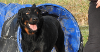 cecile pet sitter à ST ETIENNE DE FONTBELLON 07200_5