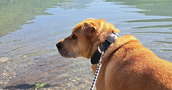 sandrine pet sitter à ALLEMOND 38114_3