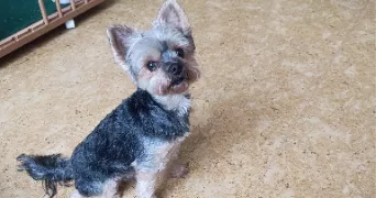 sabine pet sitter à CALAIS 62100