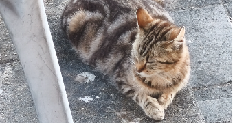 maud pet sitter à VILLENAVE D ORNON 33140_8