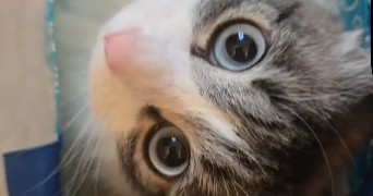 marine pet sitter à bures sur yvette 91440_3