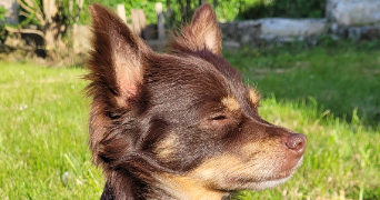 louise pet sitter à MONTREUIL 93100_10