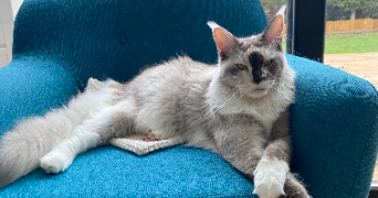 julie cat sitter à ST ANDRE LEZ LILLE 59350_2
