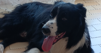 charlene pet sitter à BEZIERS 34500_3