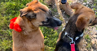 laetitia pet sitter à CHATEAUNEUF SUR CHER 18190_1