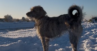 noemie pet sitter à L EGUILLE 17600_1