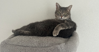 carla pet sitter à LE BIGNON 44140_5