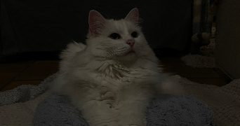 suzy pet sitter à DIJON 21000_5