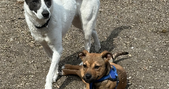anoria dog sitter à FONTENAY SOUS BOIS 94120_1