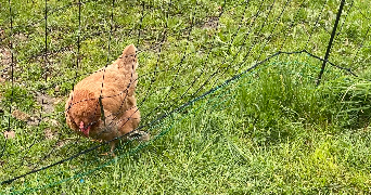 maud pet sitter à VAVINCOURT 55000_7