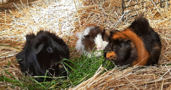 astrid pet sitter à BEAUVAIS 60000_10