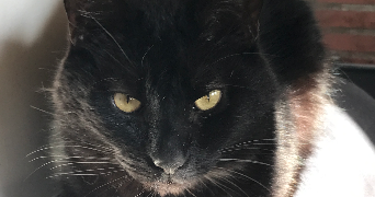 natacha pet sitter à Morienval 60127_6