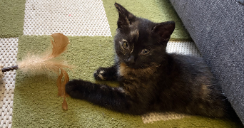 mailys pet sitter à MARCQ EN BAROEUL 59700_6