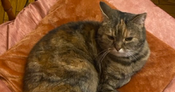 laetitia pet sitter à BORDEAUX 33000_4