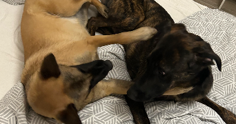 esther pet sitter à AURIBEAU SUR SIAGNE 06810_14