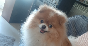 karine pet sitter à CHAMPIGNY SUR MARNE 94500_6
