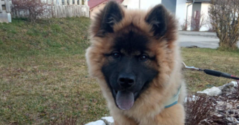 daniel pet sitter à FRASNE 25560_4