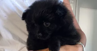 nadia pet sitter à MEYZIEU 69330