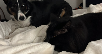 astride pet sitter à LUSSAT 63360_1