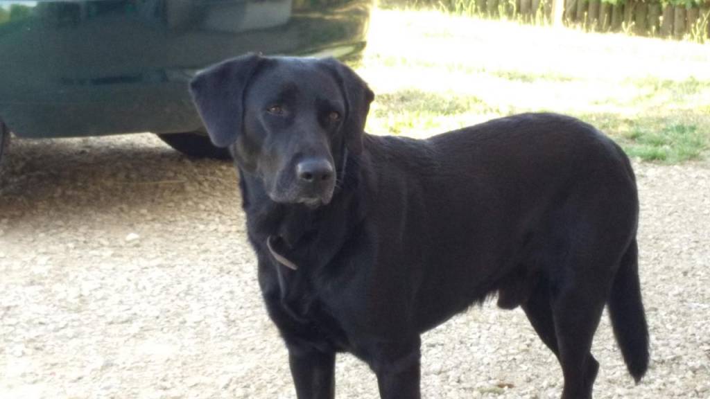 Marie-Laurence pet sitter à Lencloître 86140