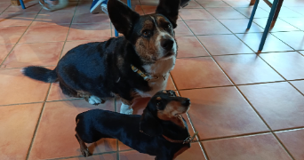 dugas pet sitter à ORVAULT 44700_0