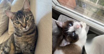 chloe pet sitter à EPINAY SUR SEINE 93800_2