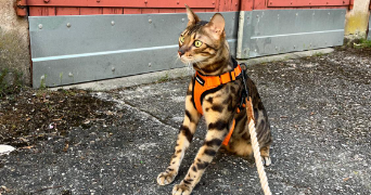 audrey pet sitter à NANCY 54000_7