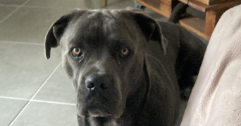 stephanie pet sitter à MARSEILLE 04 13004_8