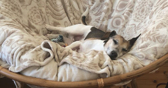 laurie pet sitter à MIRIBEL 01700_4